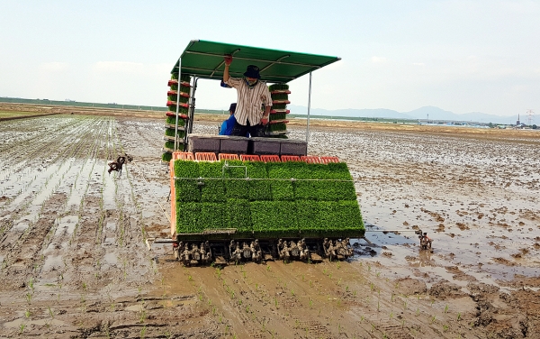 지난 21일 삽교읍 임종래 씨 농가의 드문모심기 작업 모습.