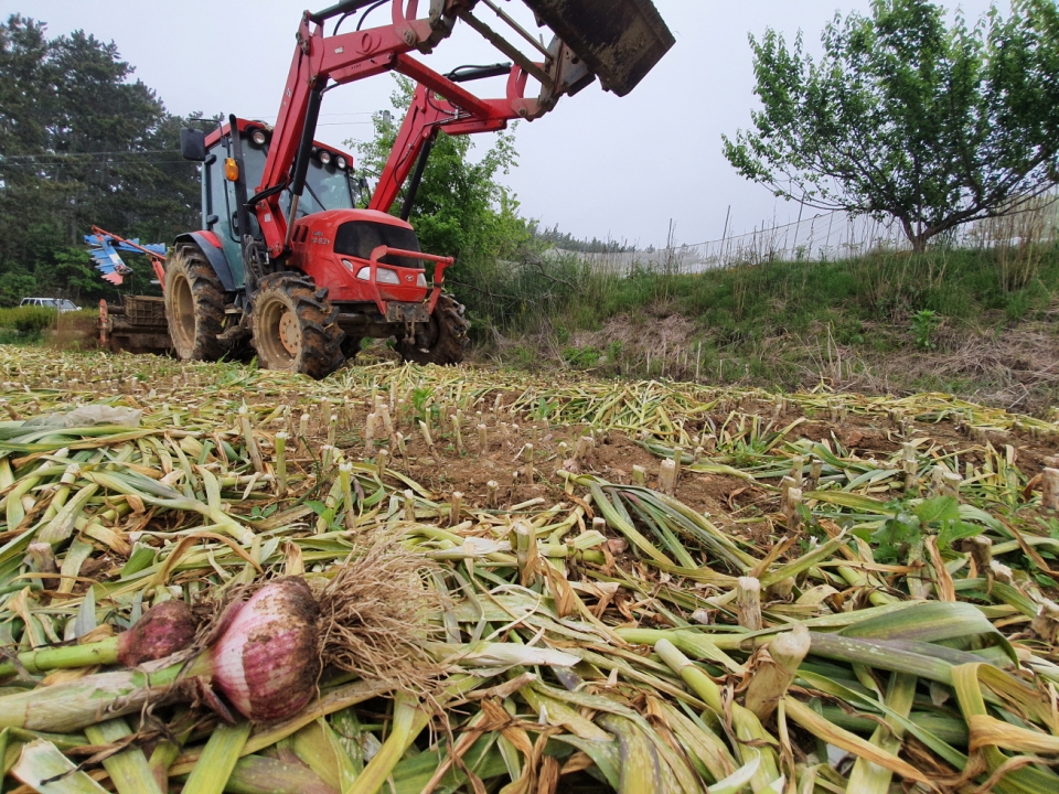 26일 태안군 소원면 법산리 한 마늘재배농가에서 마늘을 폐기하고 있다.