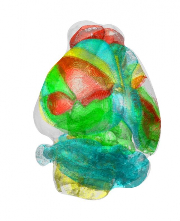 쥐의 표준화된 3차원 뇌 지도.