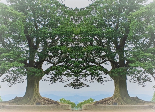 사진=좌우 반전을 통해 하트 모양을 만든 사랑나무