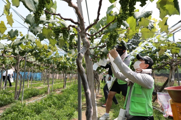 한국원자력연구원 직원들이 16일 관평동 농가를 찾아 일손을 도왔다.