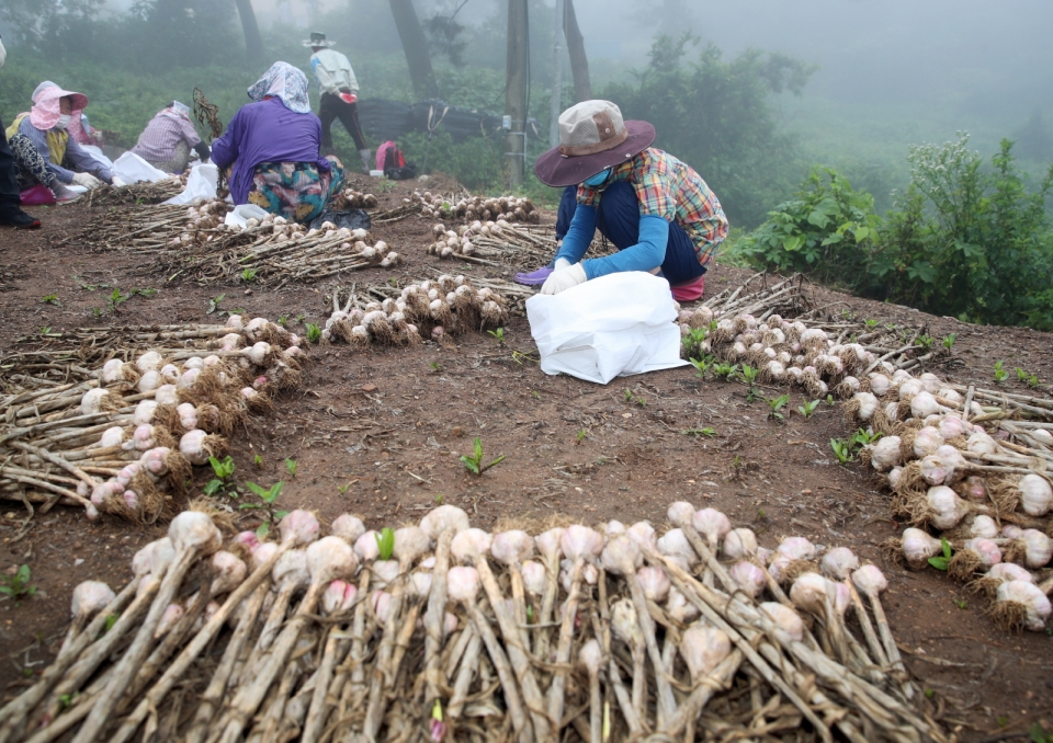 지난 2일 가의도에서 농민들이 종구를 수확하는 모습.