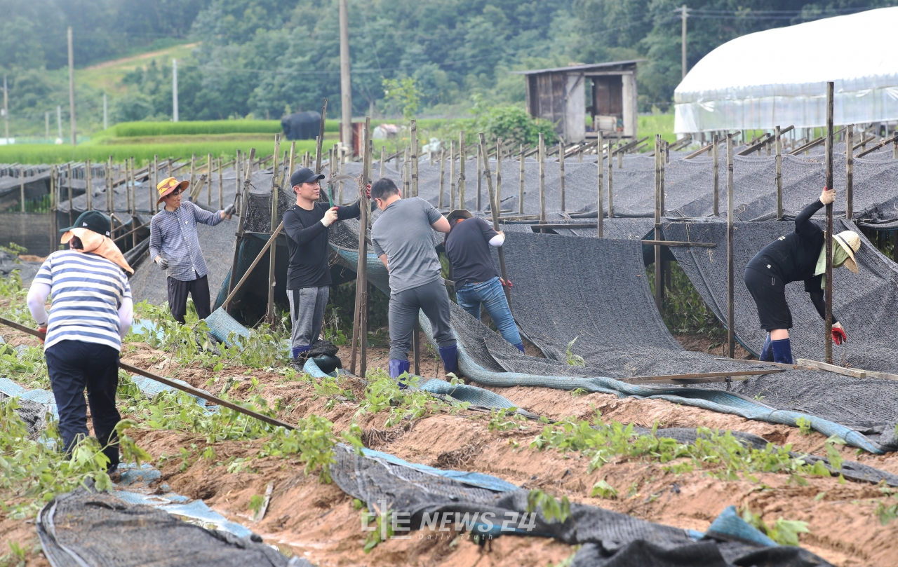 김명선 충남도의회 의장과 사무처 직원들이 12일 집중호우 피해가 큰 금산군 인삼밭을 찾아 복구작업에 손을 보탰다.