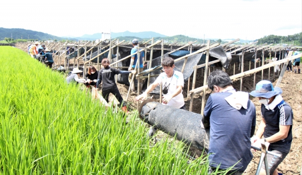 금산교육지원청 직원들이 수해 농가를 찾아 봉사활동을 벌였다.