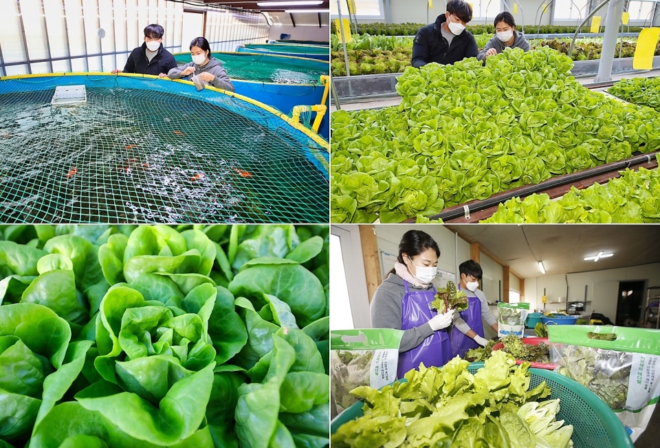 태안읍 남산리 서유채농장의 채소 재배 모습