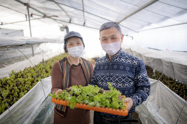 박단오(왼쪽), 김경수 부부가 직접 재배한 두릅을 들어보이는 모습.