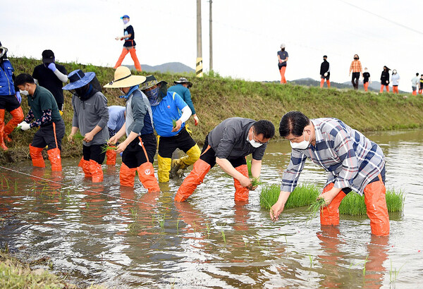 황선봉 군수(오른쪽)가 친환경벼 손 모내기에 동참하는 모습.