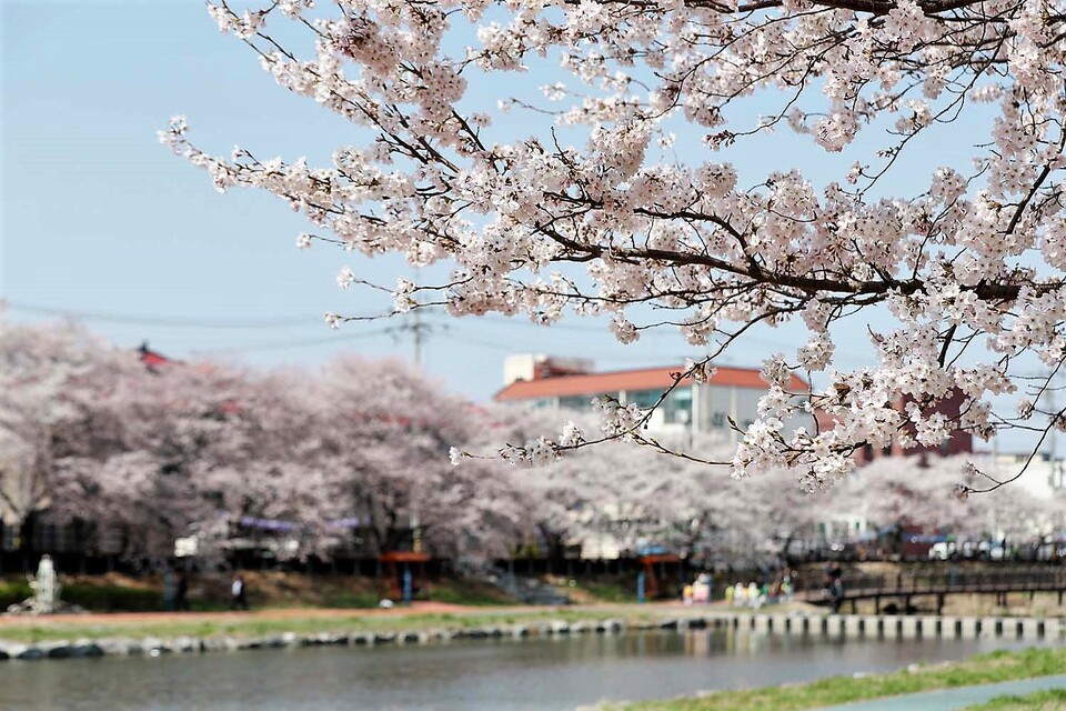 지난 2019년 해미천에 핀 벚꽃모습. 서산시 해미벚꽃축제는 지난해에 이어 올해도 취소됐다.