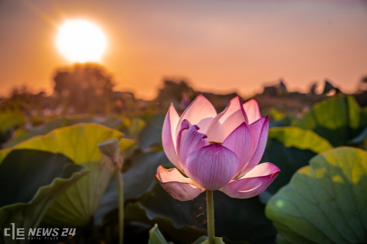 당진 합덕제가 수만 송이 연꽃으로 물들어 장관을 이루고 있다. 황재돈 기자.