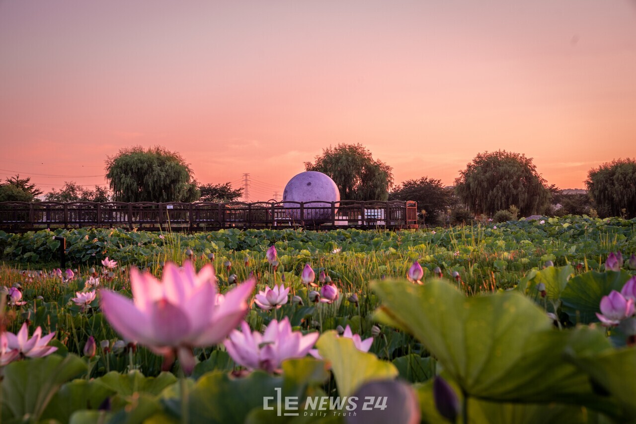 당진 합덕제에 만개한 연꽃. 황재돈 기자.
