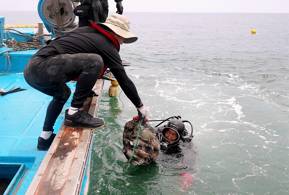 태안군이 수산자원 조성, 어업 기반시설 마련 등 각종 지원책을 시행해 호응을 받고 있다. 수산종자 방류. 태안군 제공.