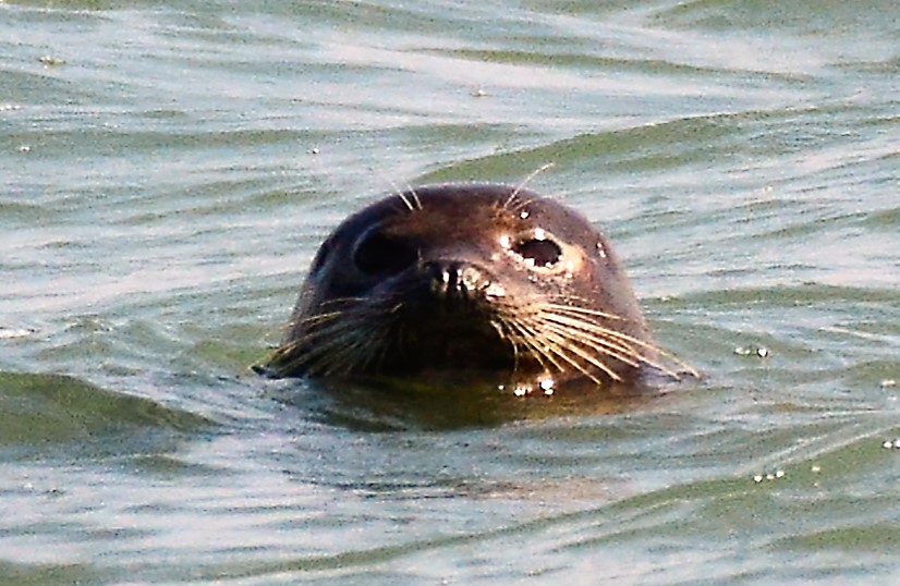 서산 가로림만 점박이 물범. 서산태안환경운동연합 시민모니터링단제공.