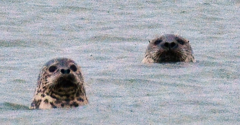 서산 가로림만 점박이물범. 서산태안환경운동연합 시민모니터링단 제공.