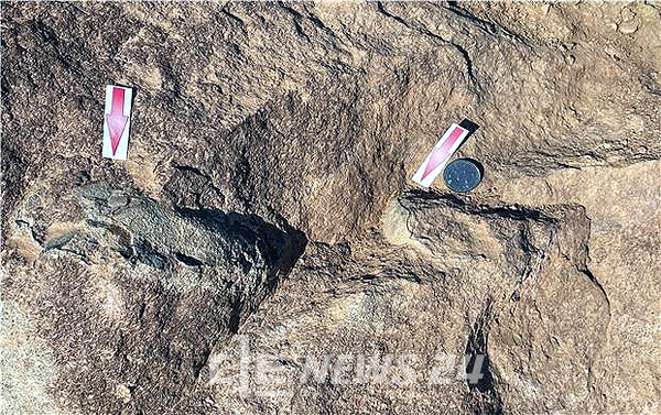 충남 부여군 세도면 청포리 일원에서 발견된 공룡알 화석 모습. 부여군 제공.