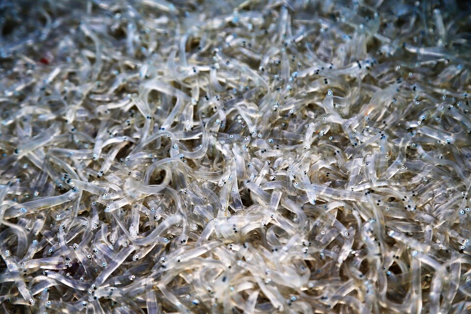 갓 잡아 싱싱한 당진 장고항 실치