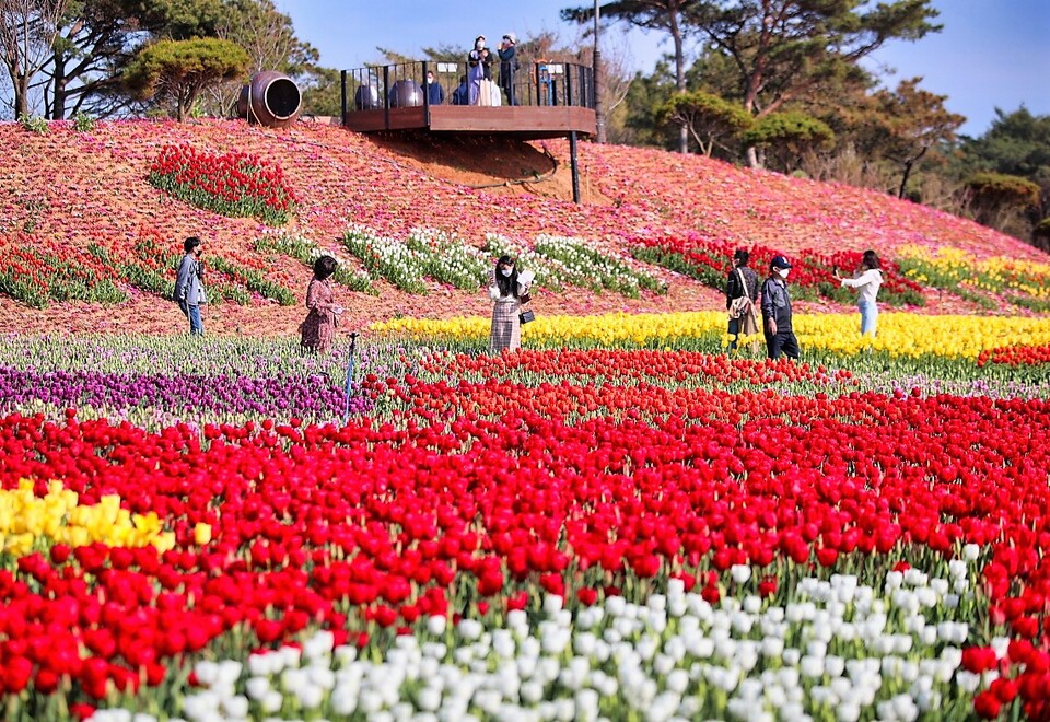 튤립축제. 태안군 제공.