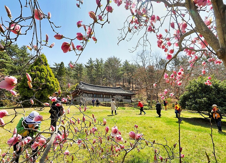 천리포 수목원 목련축제. 태안군 제공.