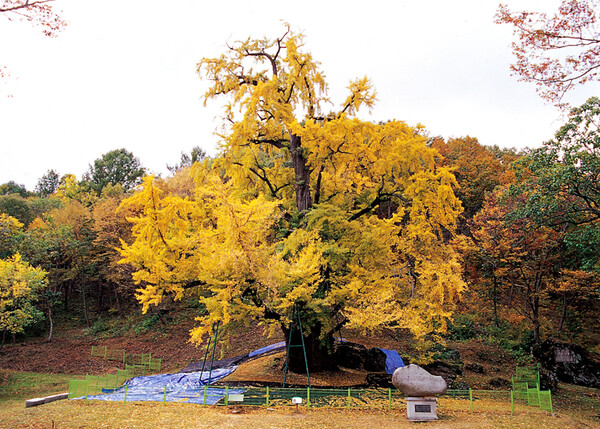 보석사 은행나무는 사시사철 그 자리를 지키고 있다. 가을에는 노란 단풍과 함께 풍성한 열매를 맺기도 한다.