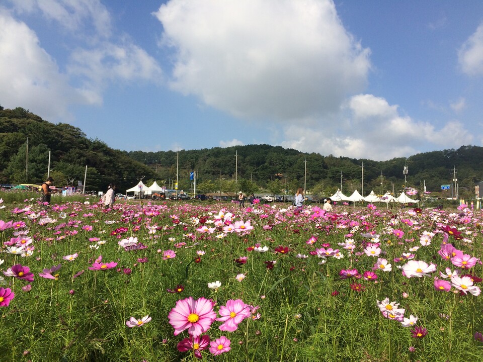 장동만남공원 일대 코스모스 축제 모습. 대덕구청.