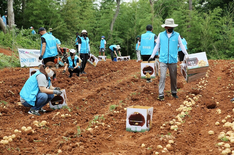현대제철 당진제철소 가족봉사단 해피프리즘이 18일 당진시 송악읍 한 농가에서 감자수확 봉사활동을 펼치고 있디. 현대제철 제공.