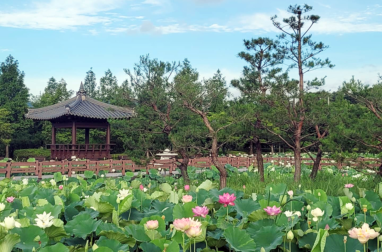 신정호 아트밸리 사업 대상지인 신정호수 공원의 만개한 연꽃 모습.  