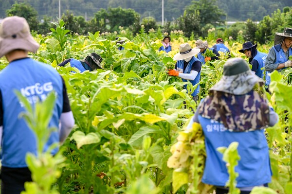 KT&G 임직원들이 지난 5일 경북 문경시 가은읍에 위치한 잎담배 농가를 방문해 수확 봉사를 진행했다. 사진은 잎담배 수확 봉사활동 현장 모습.