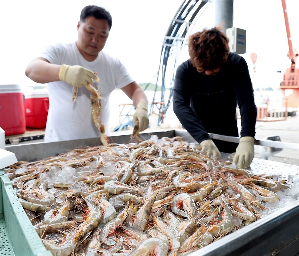 태안군 안면도 대하축제가 10월 1일부터 9일 동안 안면읍 백사장항에서 열린다. 태안군 제공.