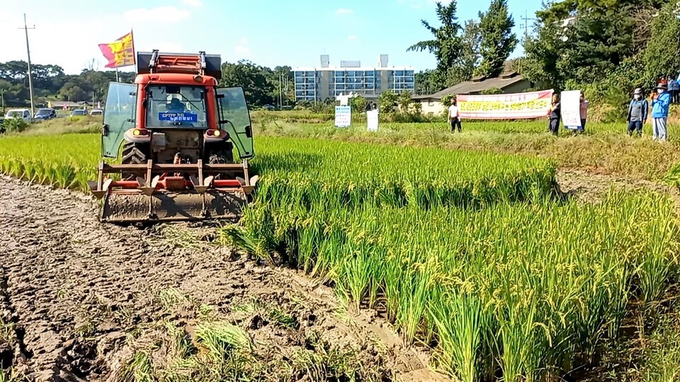 당진시 농민들이 21일 순성면 봉소리에서 수확을 앞둔 벼를 갈아엎고 쌀값폭락의 근본적인 대책을 촉구했다. 진보당 당진시위원회 제공.