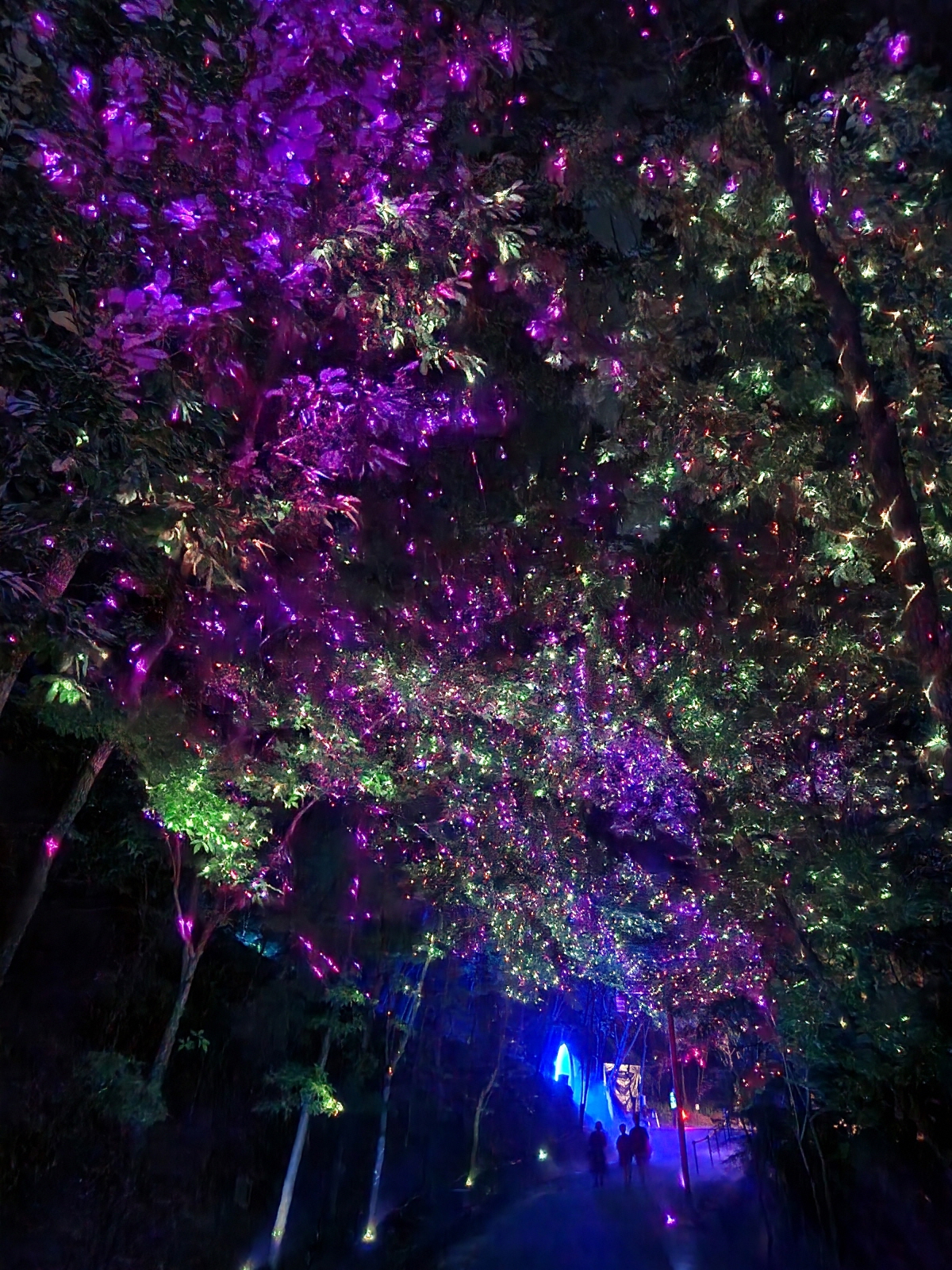 부소산성 일대의 나무에 비춰진 미디어파사드. 형형색색의 조명으로 은하수를 표현했다. 부여군 제공.