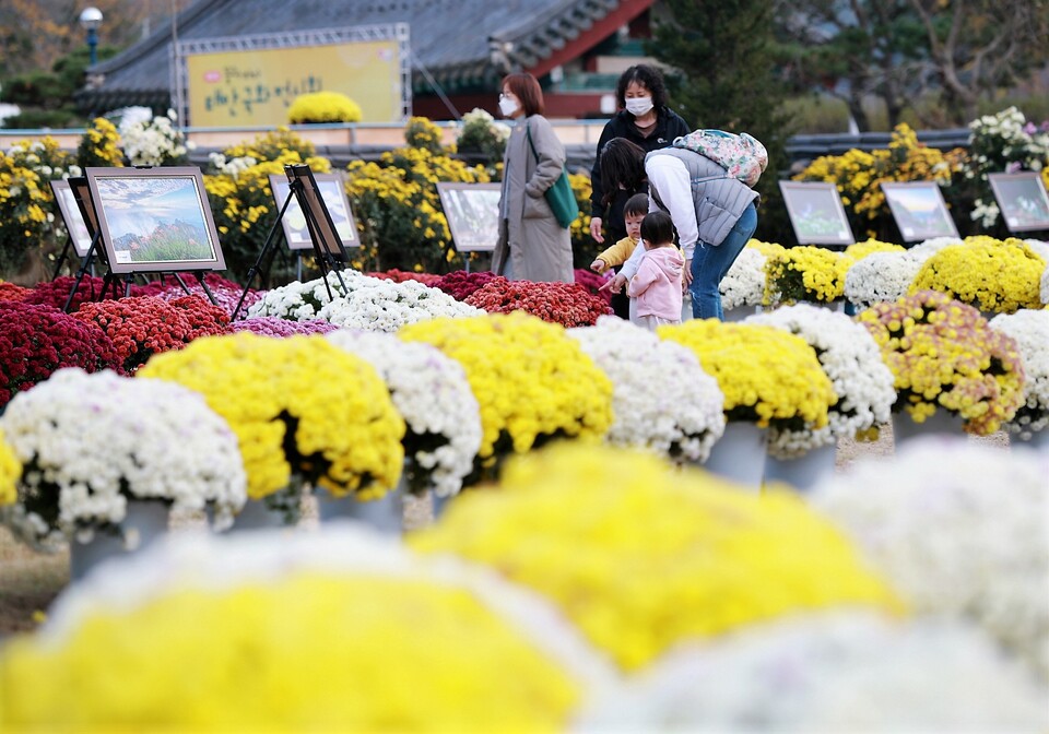 제10회 태안국화축제가 28일부터 충남 태안군 원북면 반계리 옥파 이종일 생가지에서 펼쳐진다. 태안군 제공.