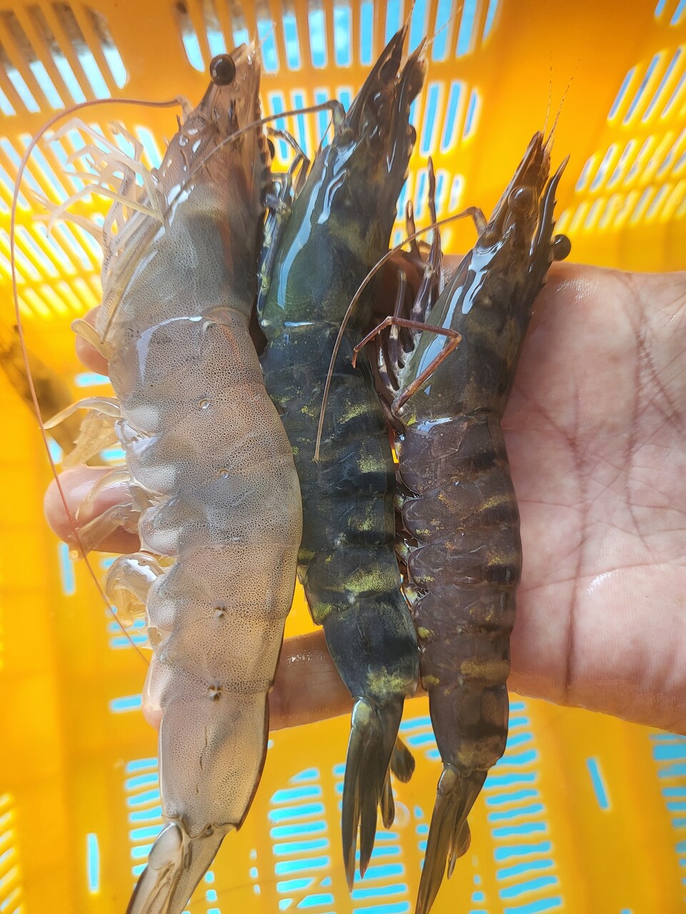 고스트덱, 블랙타이거 생산중단 될 수도 있다