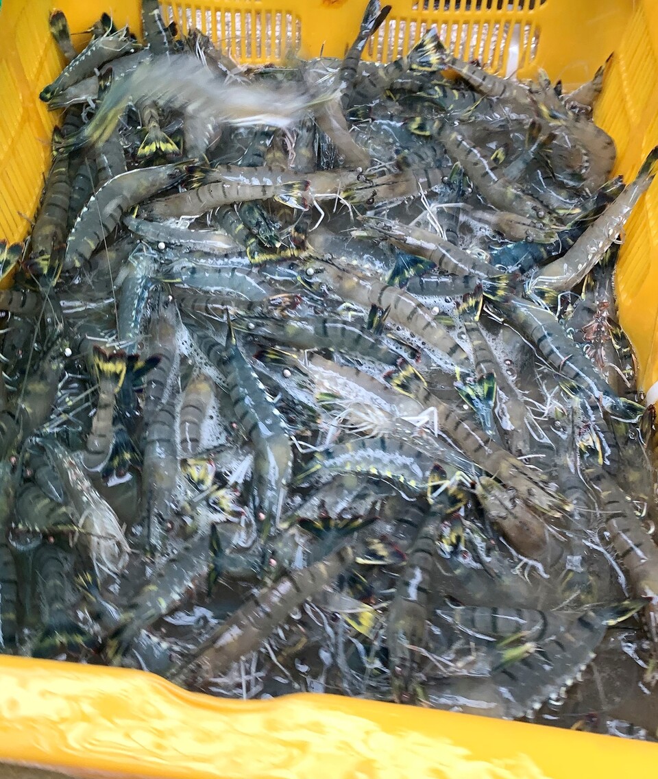 블랙타이거. 당진시 제공.