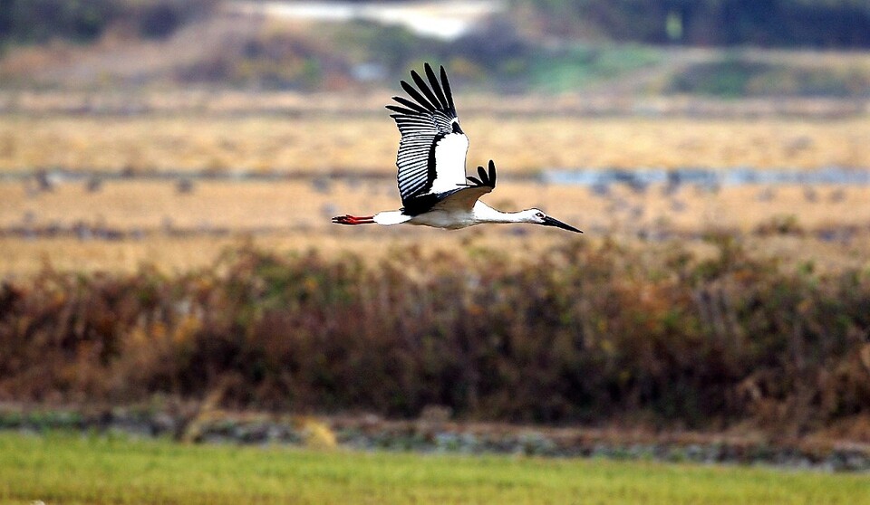 서산시 버드랜드 주변 무논습지로 날아드는 황새. 서산시 제공.