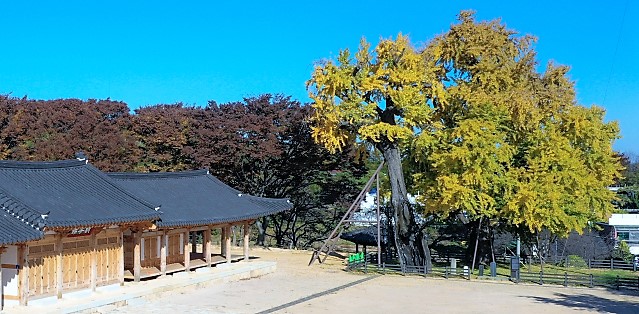 당진시 면천은행나무가 황금색 단풍으로 물들어 가고 있다. 당진시 제공.