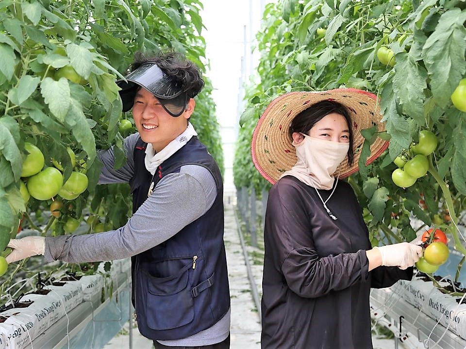 청년 농업인 스마트팜 완숙 토마토. 당진시 제공.