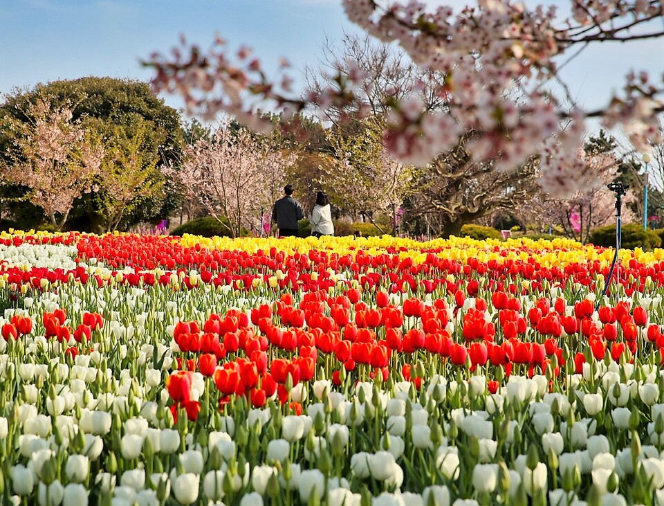 '2023 태안 세계 튤립 꽃 박람회'가 4월 12일부터 5월 7일까지 약 한 달간 코리아 플라워파크에서 열린다. 태안군 제공.