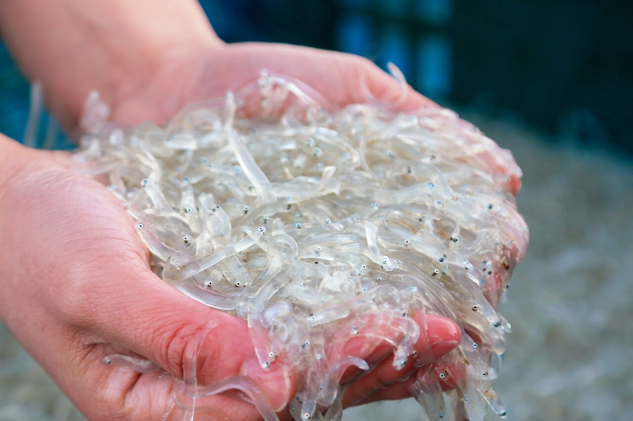 장고항 실치. 당진시 제공.