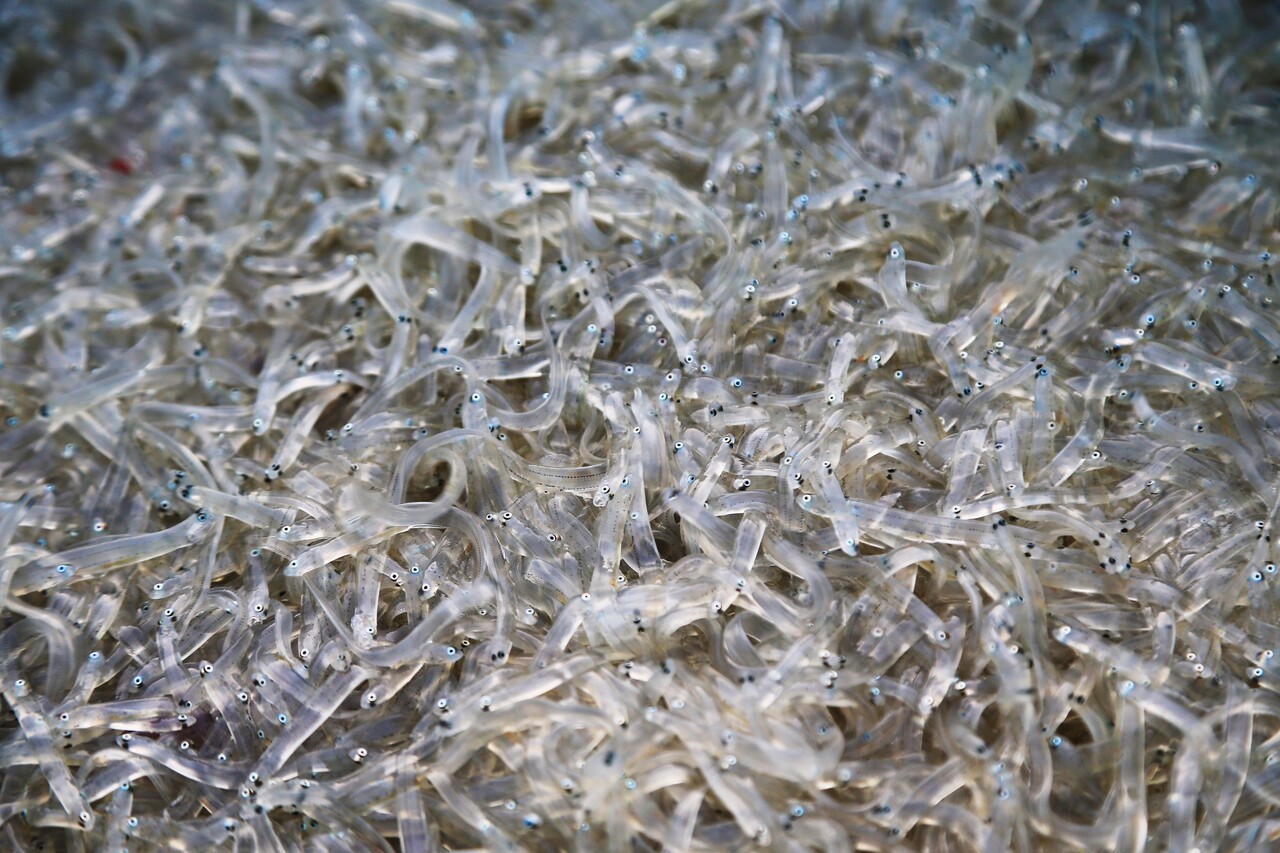 장고항 실치. 당진시 제공.