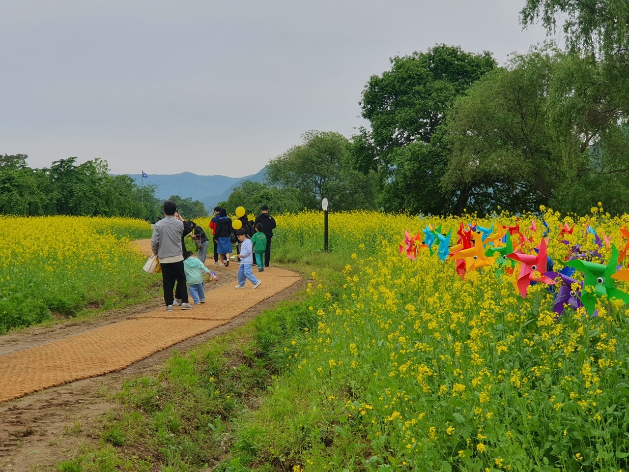 석장리 박물관 아래 금강변에 마련된 바람개비 유채꽃밭. 관광객들의 포토 스팟으로 여겨진다. 김다소미 기자. 