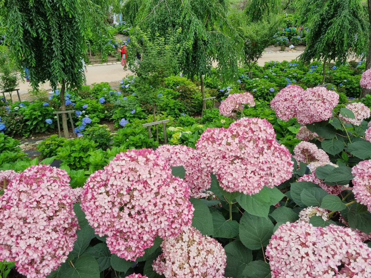 지난해 수국축제에 열린 수국 모습. 공주시 제공.