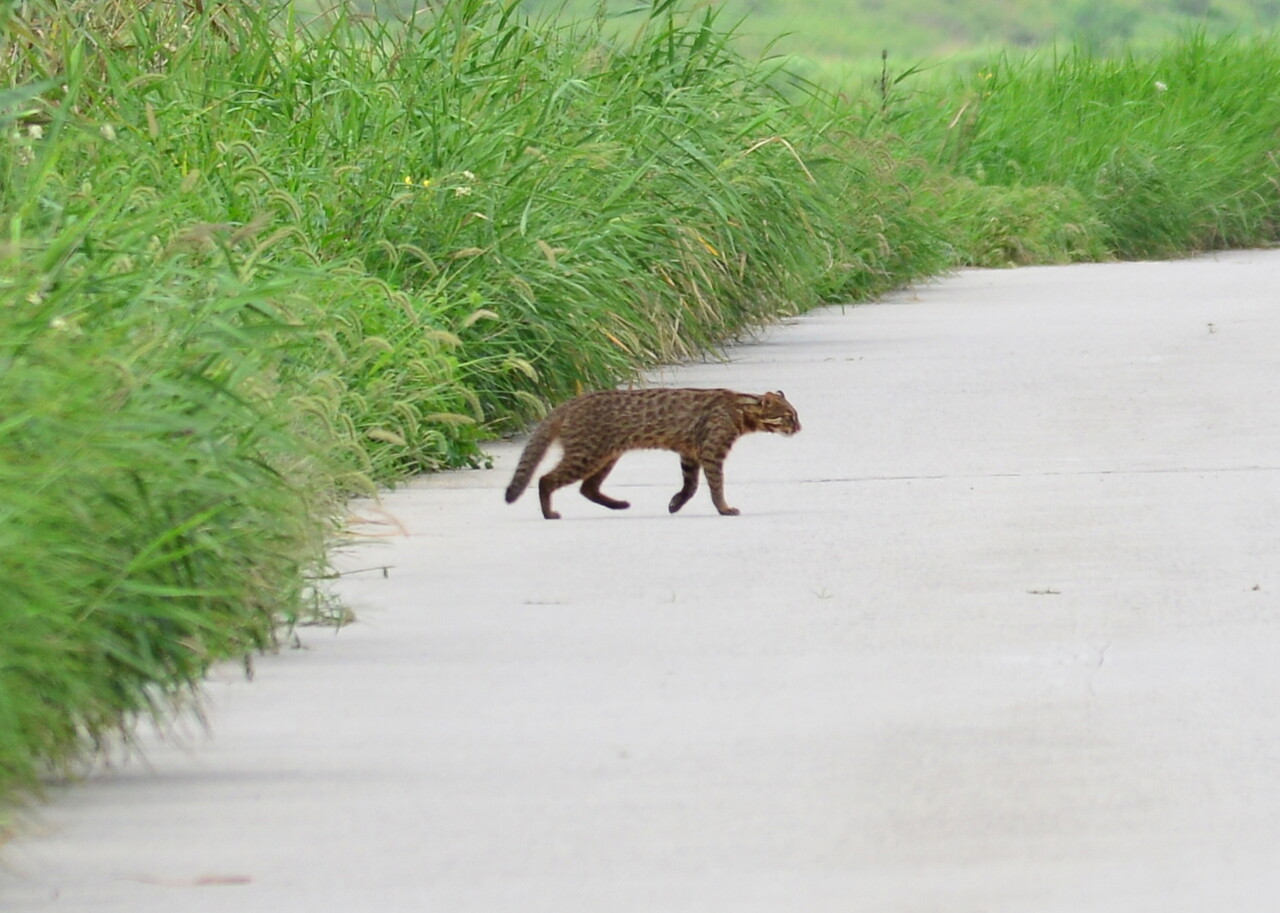 환경부가 5일 대전 갑천 일부 구간을 국가습지보호지역으로 지정·고시했다. 사진은 해당 구간에 서식하고 있는 삵 모습. 대전시 제공.