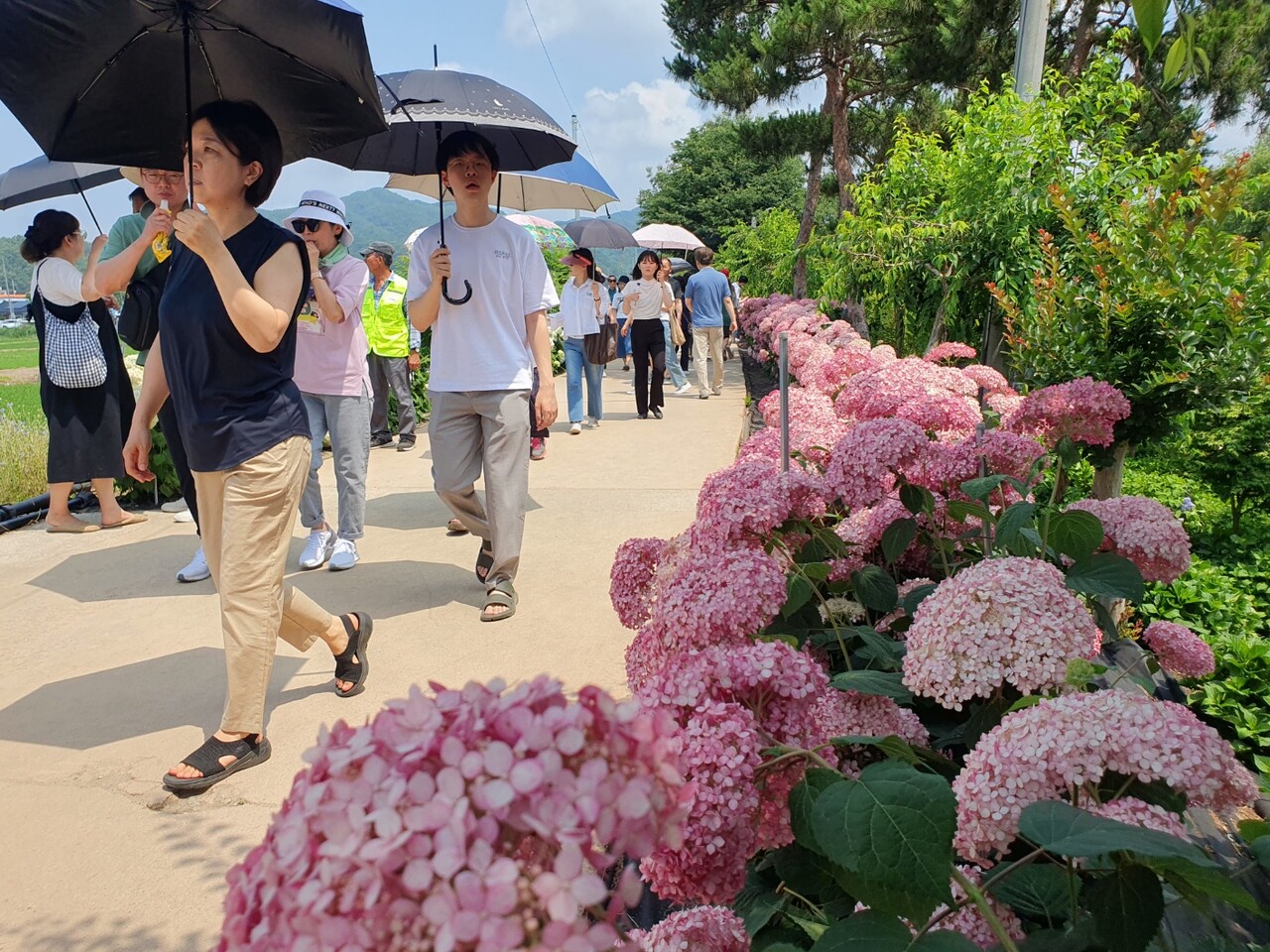 유구색동수국정원을 찾은 관광객들이 무더운 날씨에 우산을 쓰며 수국을 관람하고 있다. 김다소미 기자. 