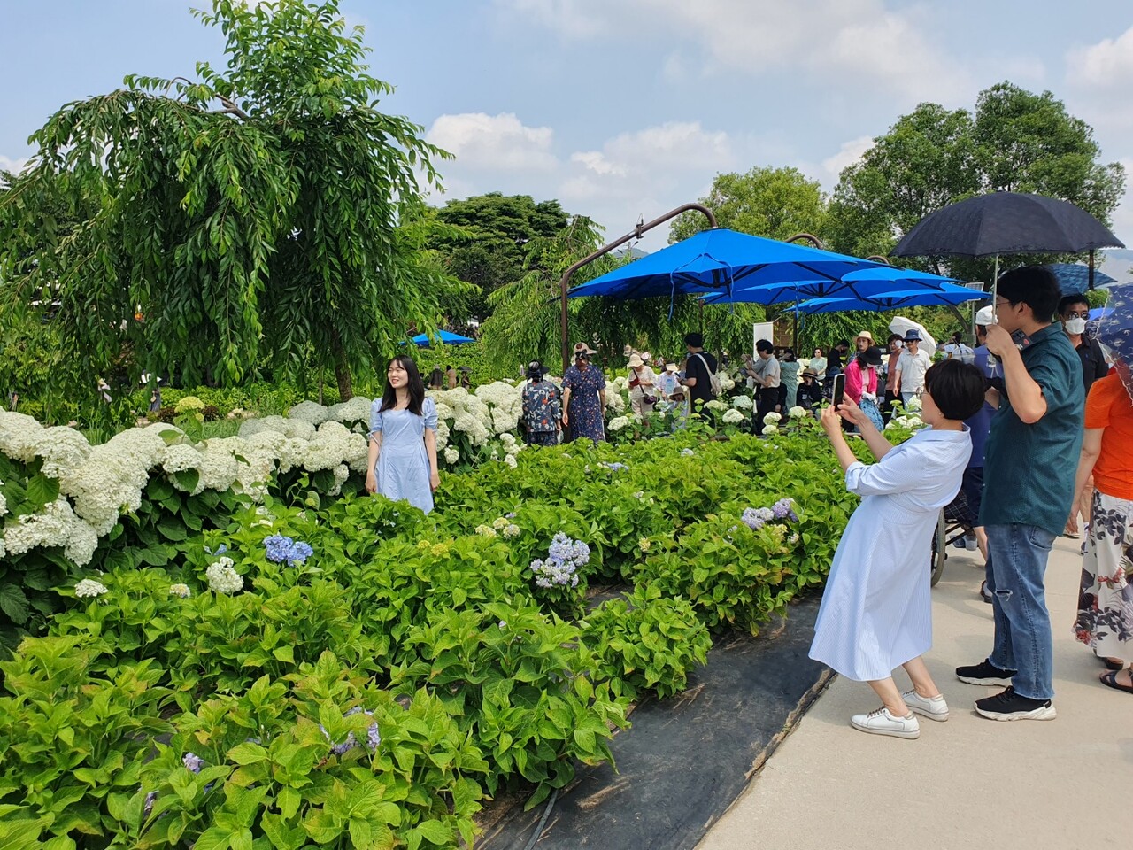 수국정원에서 한 가족이 사진을 찍으며 추억을 쌓고 있다. 김다소미 기자.