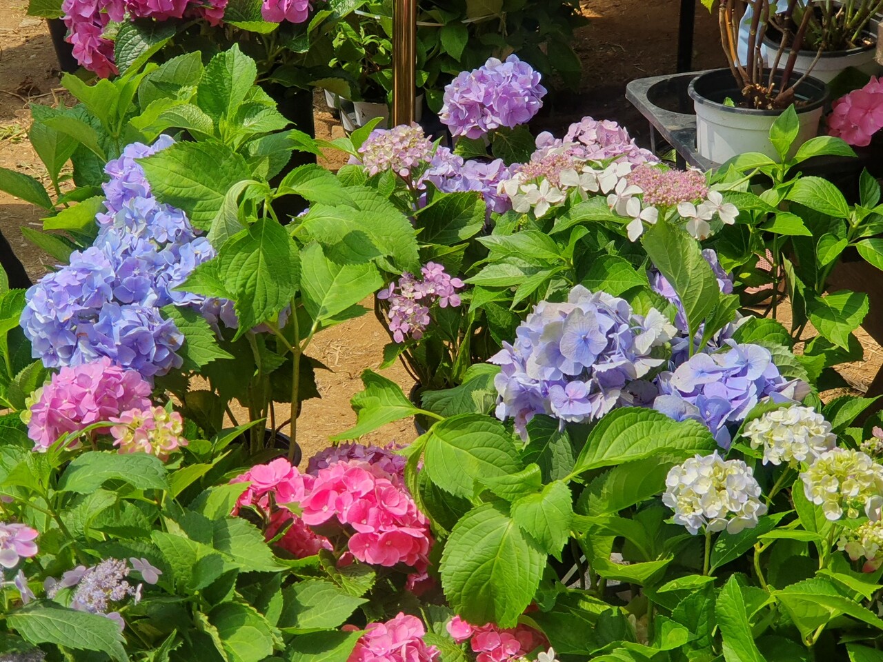 유구색동수국정원은 중부권 최대 규모다. 유구천 1km를 따라 조성됐다. 김다소미 기자.