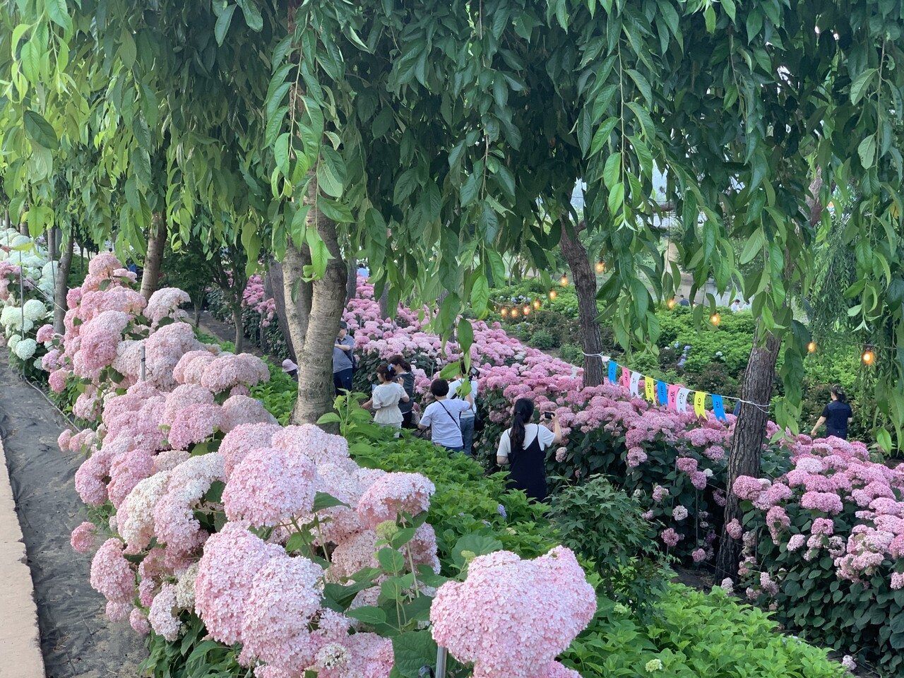 탐스런 수국 사이로 관광객들이 관람하며 걷고 있다. 공주시 제공. 