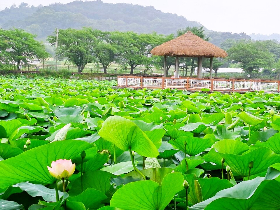 골정지 연꽃. 당진시 제공.