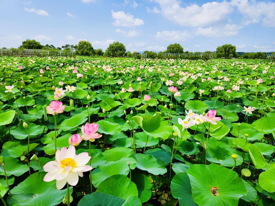 합덕제 연꽃. 당진시 제공.