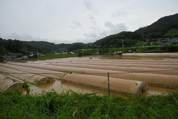 부여읍 저석리 침수 현장. 하우스 대부분이 물에 잠겼으며 40시간이 지난 지금도 물이 빠지지 않고 있다. 김다소미 기자. 