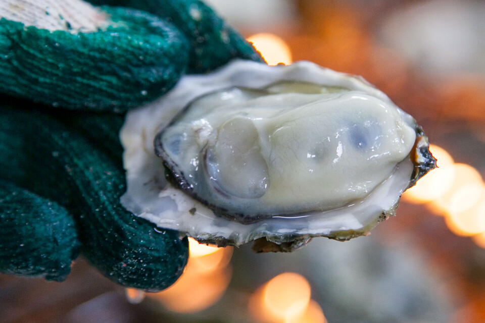천북 굴. 보령시 제공.