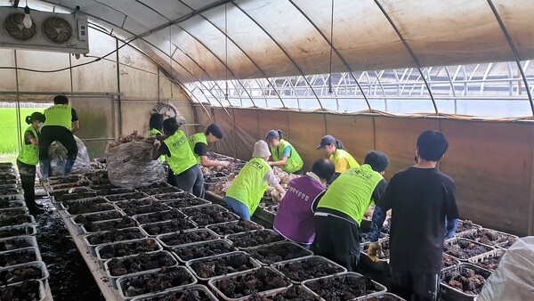 선문대 봉사자들이 폐기 버섯을 구분해 내고 비닐하우스를 복구하는 데 구슬땀을 흘리고 있다